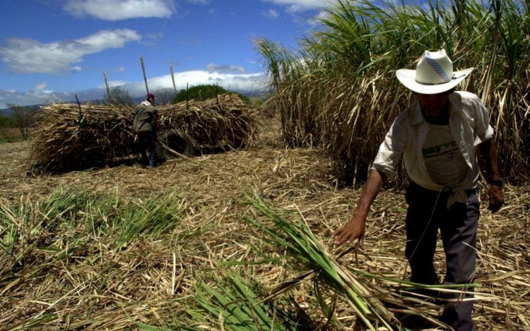 Industria Azucarera Dominicana rechaza denuncias de explotación