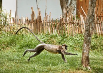 Asesinan monos en Brasil por temor de viruela símica