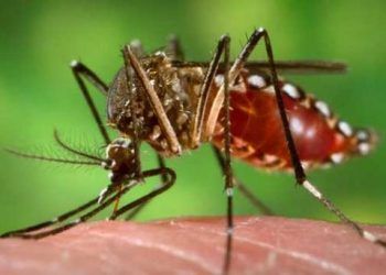 Aumentan los casos de Dengue y Malaria de manera preocupante en RD