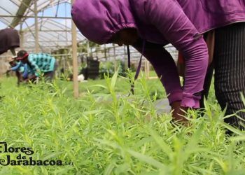 El novedoso recorrido agroturístico de Flores de Jarabacoa