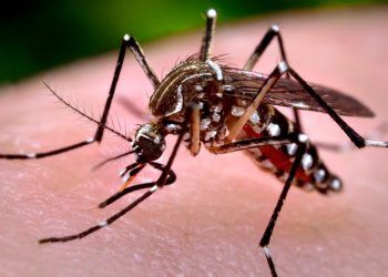 RD cerraría este año con 11 mil casos de dengue