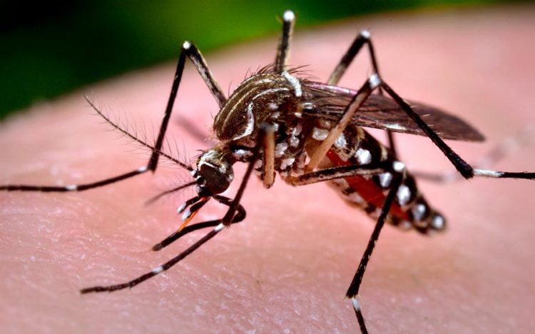 RD cerraría este año con 11 mil casos de dengue