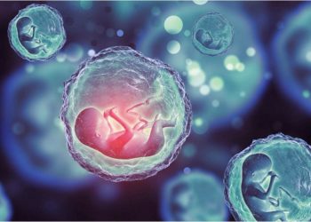 Embriones humanos sintéticos: La nueva creación de los científicos