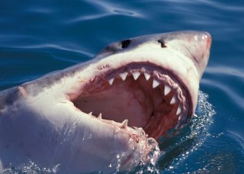 Muere turista tras ser atacada por un tiburón en una playa de Bahamas