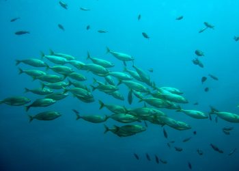 Estudio revela que el cambio climático hace perder peso a los peces