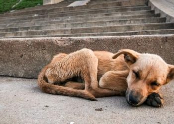 Turquía aprueba ley que permite sacrificar a los perros callejeros