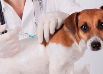 Ministerio de Salud aplicó más de 951 mil vacunas contra la rabia en 2024