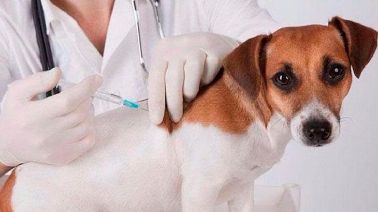 Ministerio de Salud aplicó más de 951 mil vacunas contra la rabia en 2024