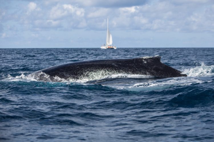 Ballena jorobada traga y escupe a kayakista en la Patagonia