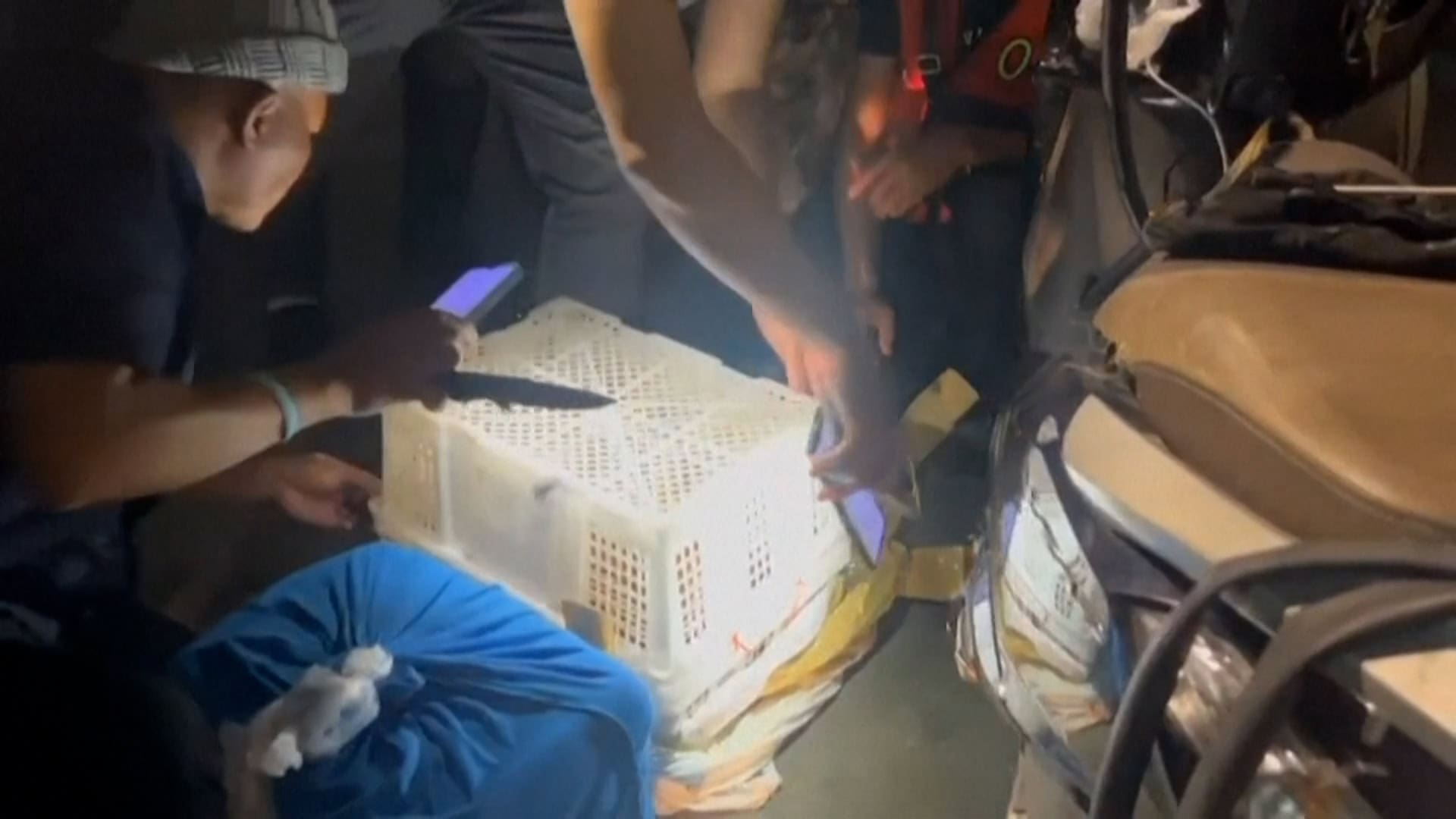 Arrestan a tailandés por contrabando de orangutanes bebés
