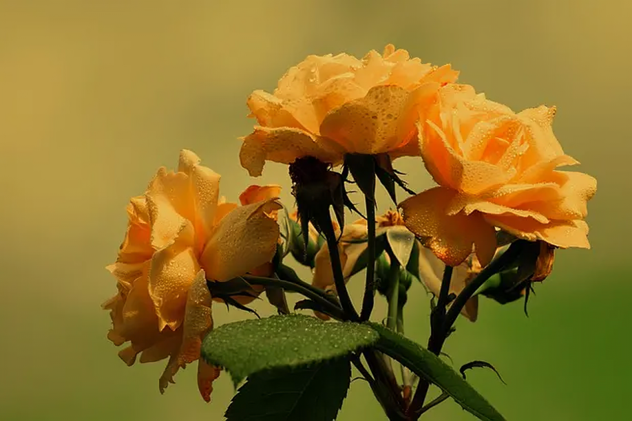21 de septiembre: Día de las flores amarillas… ¿Cuál es el secreto de este regalo?
