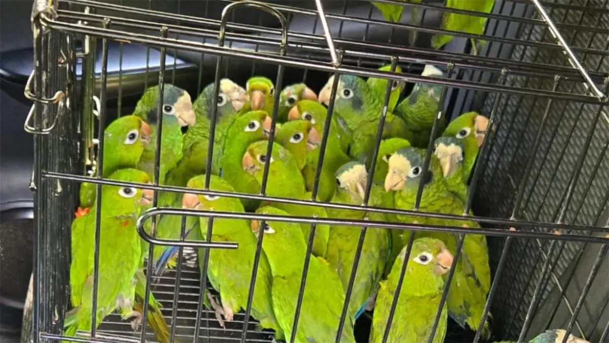 SENPA y Medio Ambiente rescatan aves silvestres en veda en Dajabón