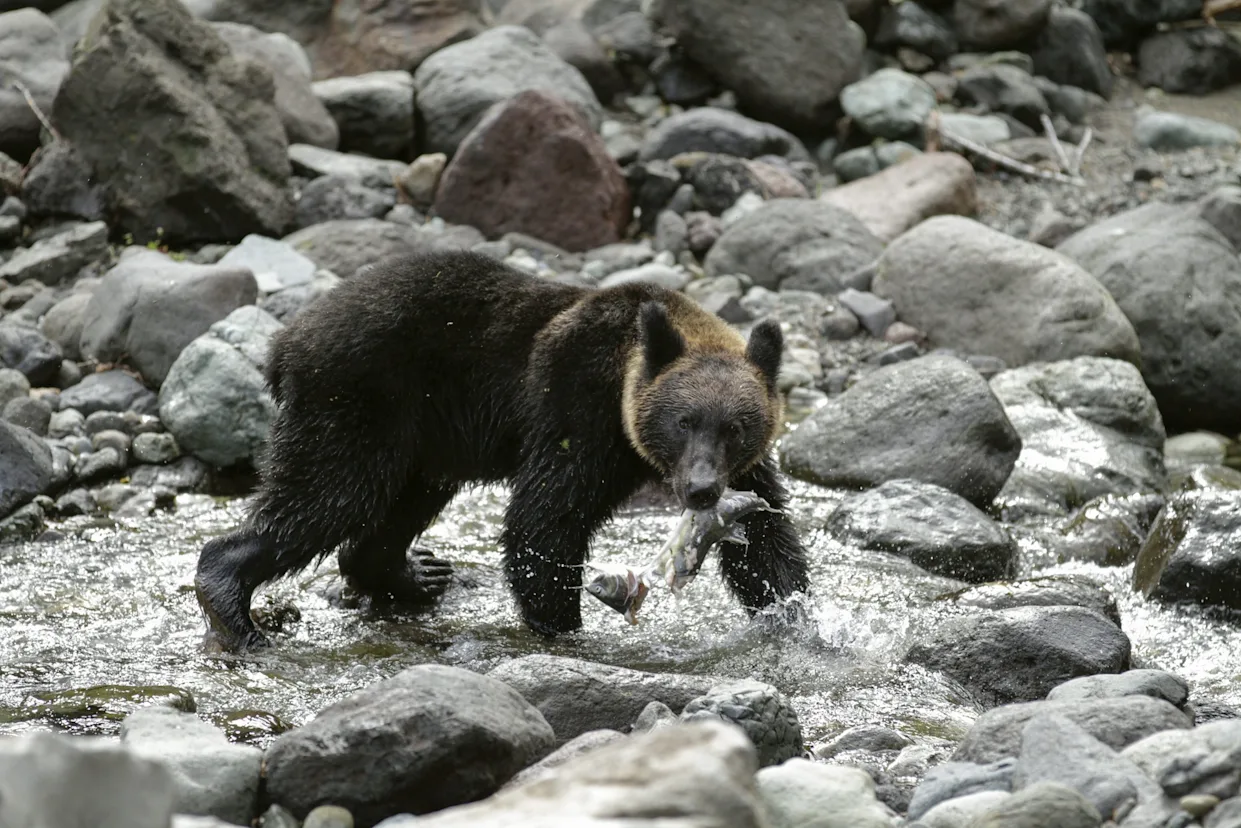 Ataques de osos alcanzan máximo histórico en Japón: 230 heridos y 13 fallecidos
